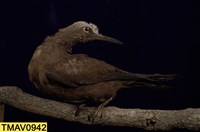 藏品(玄燕鷗)的圖片